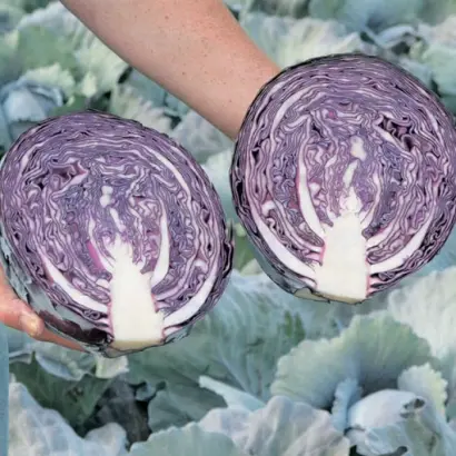 Redma F1 / Редма F1