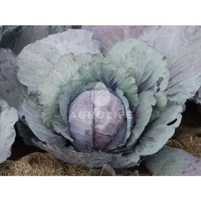 Redsky F1 / Редскай F1