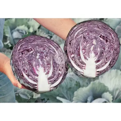 Rexoma F1 / Рексома F1