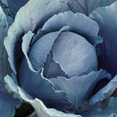 Rescue F1 / Рескью F1