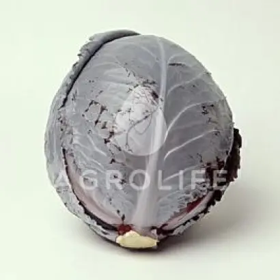 Rodon F1 / Родон F1