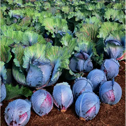 Roxy F1 / Рокси F1