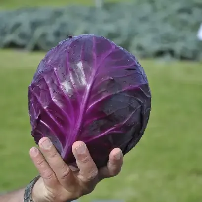 Romanov F1 / Романов F1