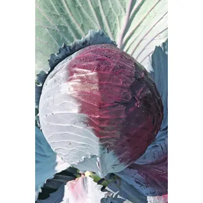 Lectro F1 / Лектро F1