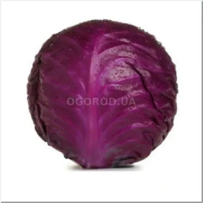 Langesvyt Red / Лангесвит Ред