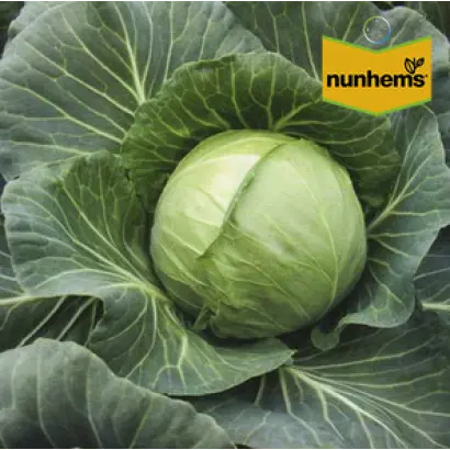 Nurima F1 / Нуріма F1