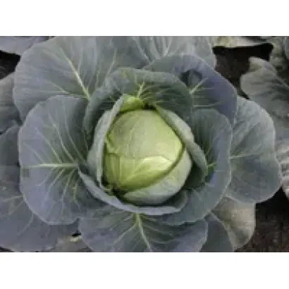 Reguma F1 / Регума F1