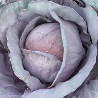 Red Charisma / Ред Харизма