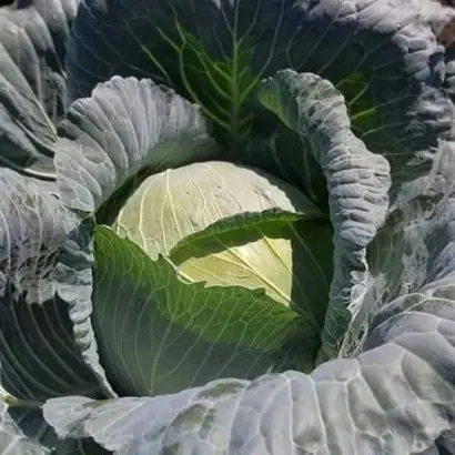 Sombrero F1 / Сомбреро F1