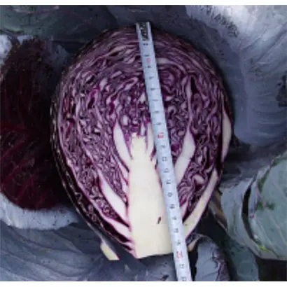 Fuego F1 / Фуєго F1