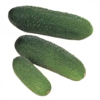 12-102 RZ F1 / 12-102 РЗ F1