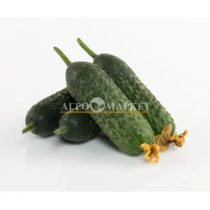 Absolut / Абсолют