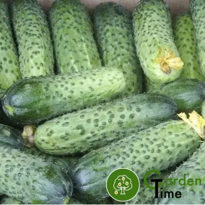 Avalanche / Аваланж