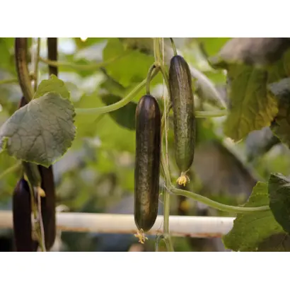 Avanturin / Авантюрін