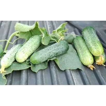 Avensis / Авенсіс