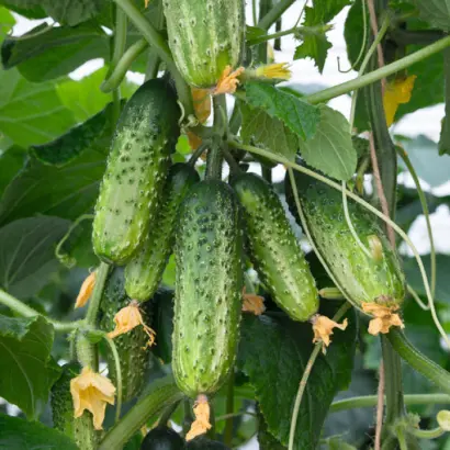 Amant F1 / Амант F1