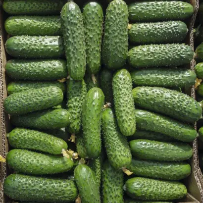 Amarok / Амарок