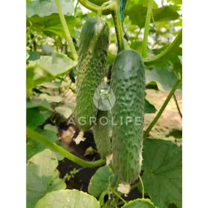 AMERIGO / АМЕРІГО