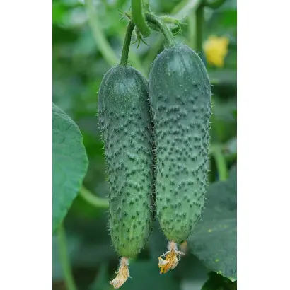 Amour F1 / Амур F1