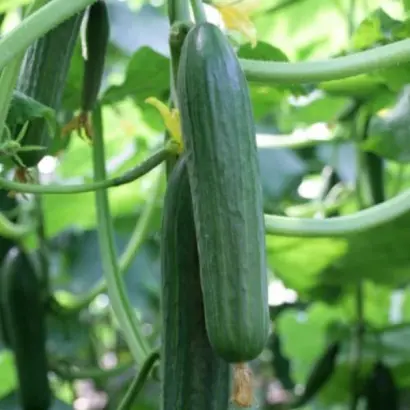 Ardito / Ардіто