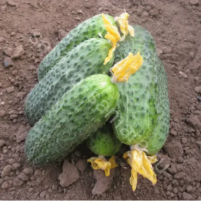 Bettina / Бетіна