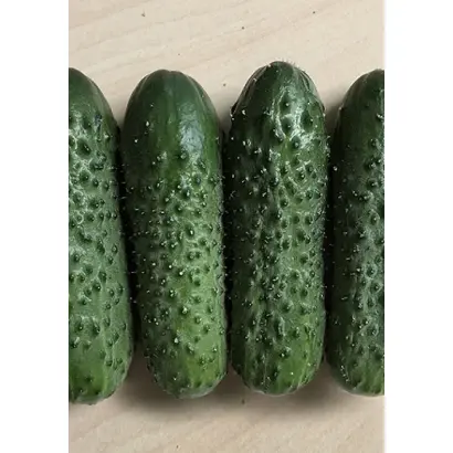 BRANDINO / БРАНДІНО