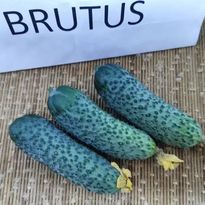 Brutus / Брутус