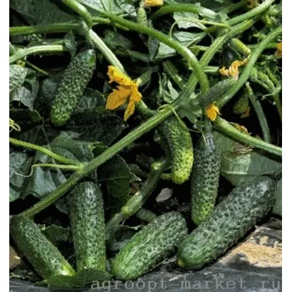 Vertina F1 / Вертіна F1