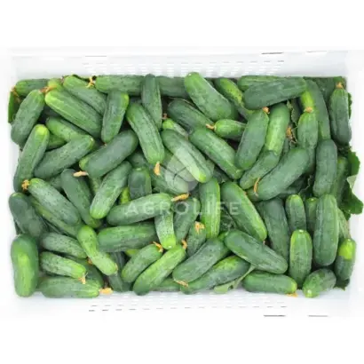 Hektor / Гектор