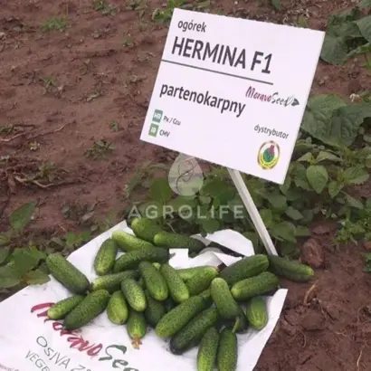 Hermina / Герміна