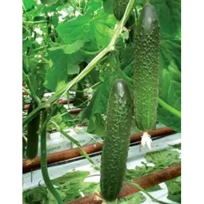 Gefest / Гефест