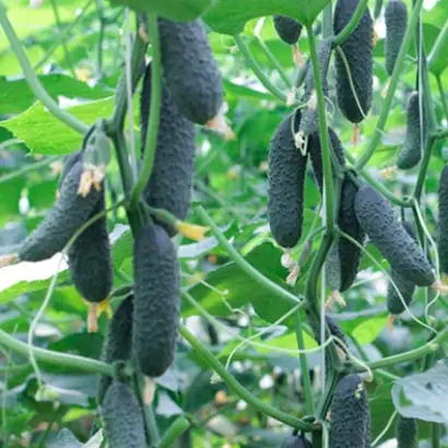 Gunnar / Гуннар