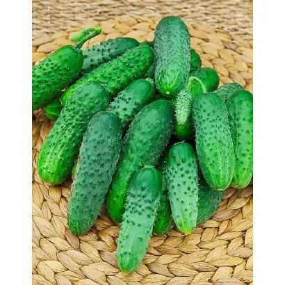 Dalila F1 / Даліла F1