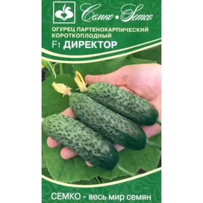 Director / Директор