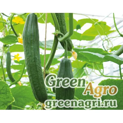 Dee Zire / Ді Зайер