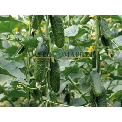 Excelsior / Ексельсіор