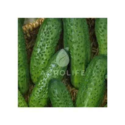 Elisa F1 / Еліза F1