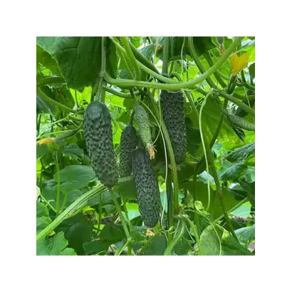 Elvinara / Ельвінара