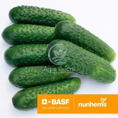 Joelina / Жоеліна