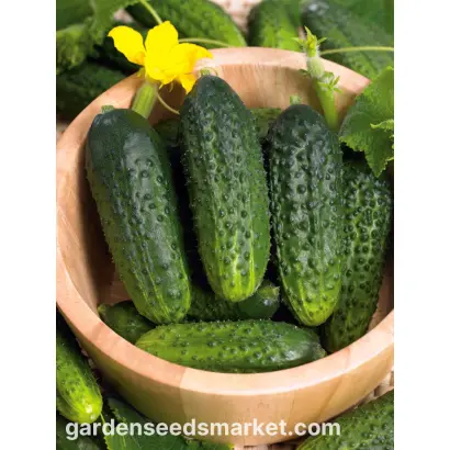 Zuzana F1 / Зузана F1