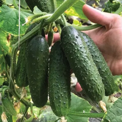 Illonara / Ілонара