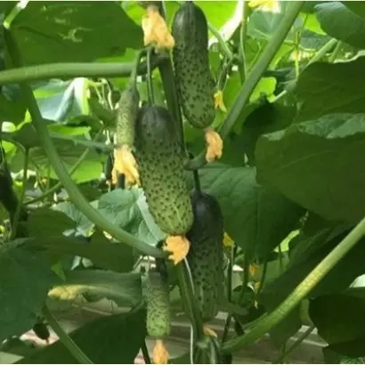 Cantara / Кантара