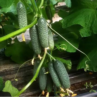 Cassius / Кассіус