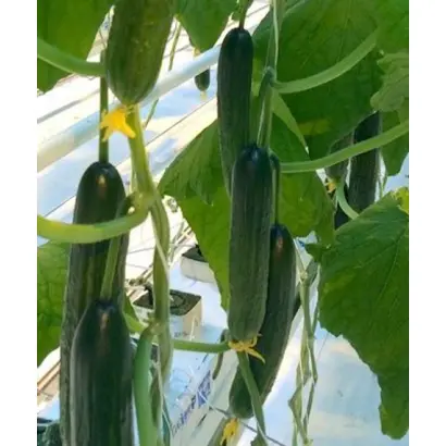 Quintus / Квінтус