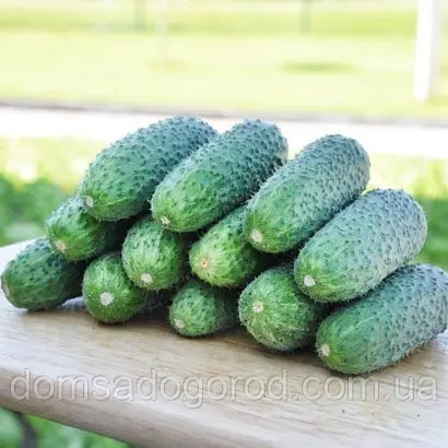 Kibria F1 / Кібрія F1