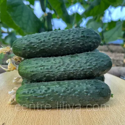 KORVIN / КОРВІН