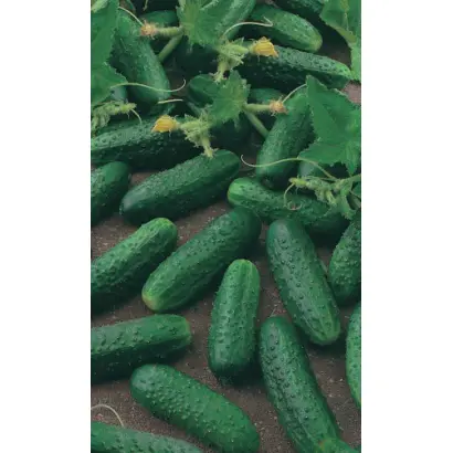 Levina / Левина