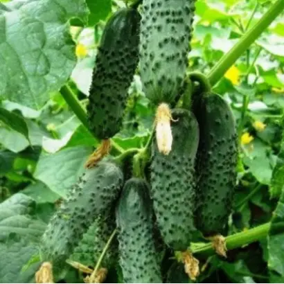 Lenare / Ленара