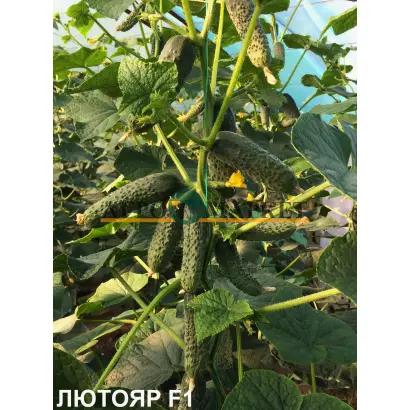 Lyutoyar / Лютояр