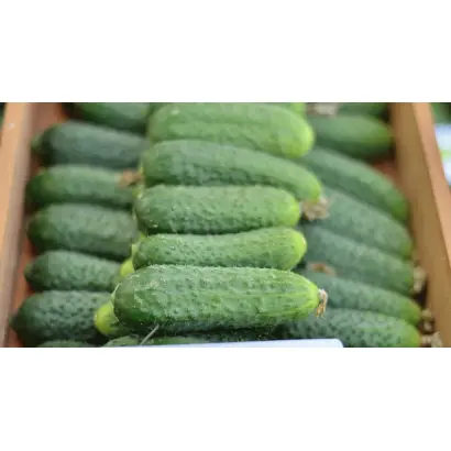 Madita F1 RS / Мадита F1